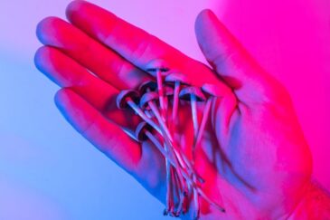 person holding Psilocybin mushrooms