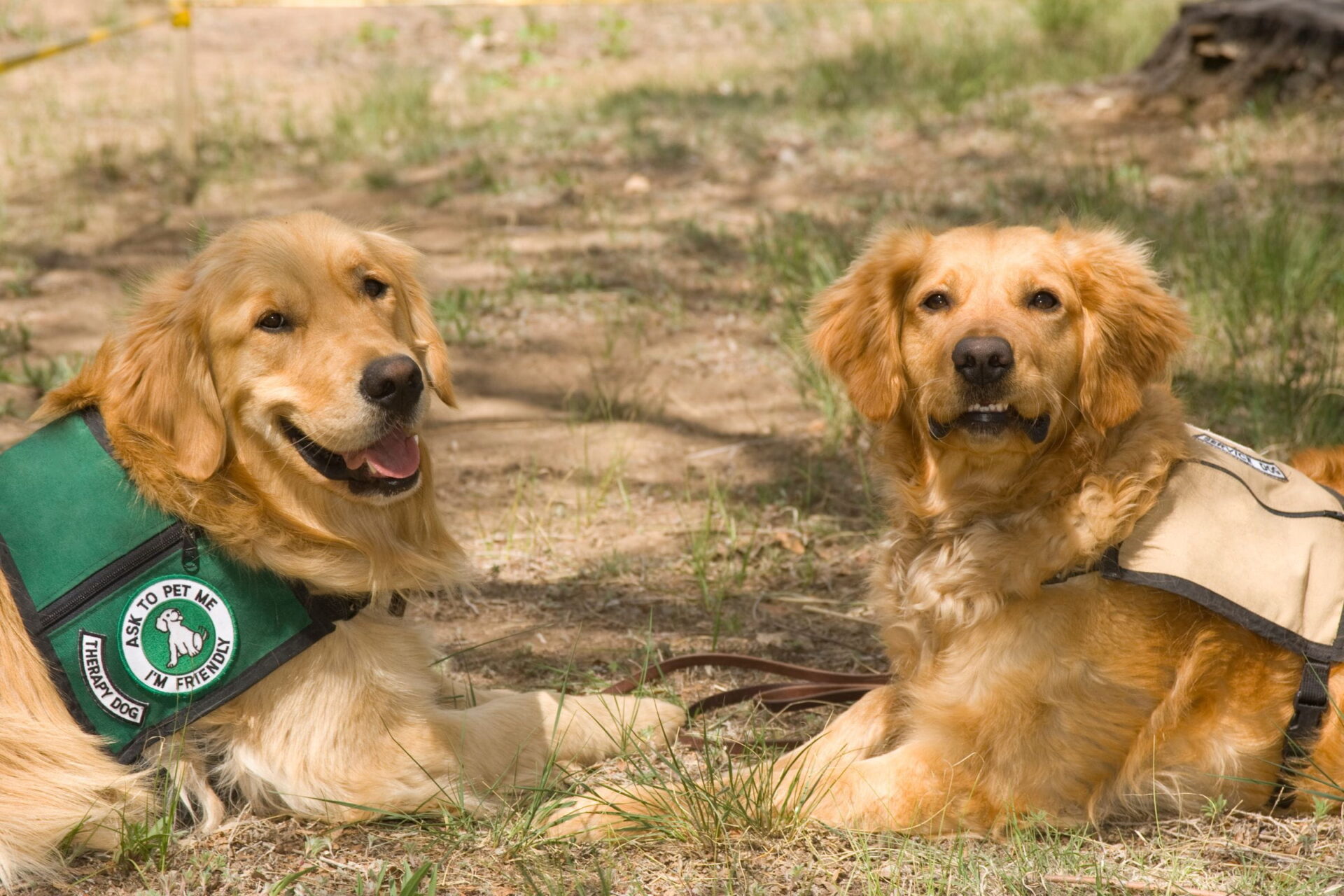 therapy dogs in Massachusetts